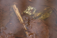 Gerris gracilicornis