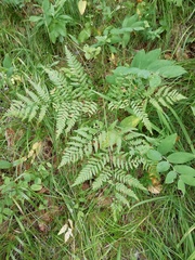 Pteridium latiusculum japonicum