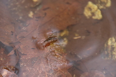 Gerris gracilicornis