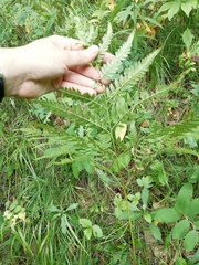 Pteridium latiusculum japonicum