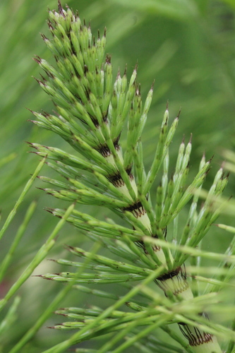great horsetail