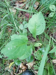 Bupleurum longiradiatum