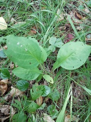Bupleurum longiradiatum