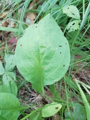Bupleurum longiradiatum