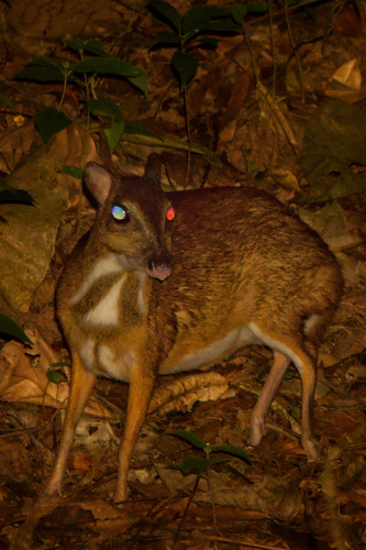 Lesser Oriental Chevrotain