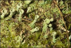 Cladonia humilis