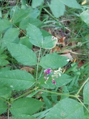 Vicia ramuliflora
