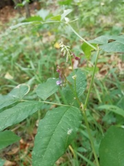 Vicia ramuliflora