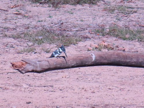 iNaturalist: (c) pam_ellenberger_kleiman, some rights reserved (CC BY-NC) iNaturalist image