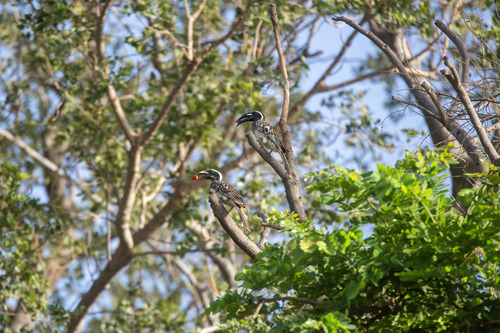 African Gray Hornbill