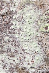 Pertusaria pertractata