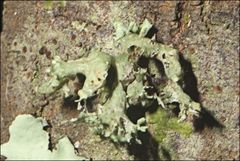 Ramalina inflata
