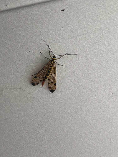 German Scorpionfly