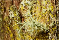 Usnea inermis