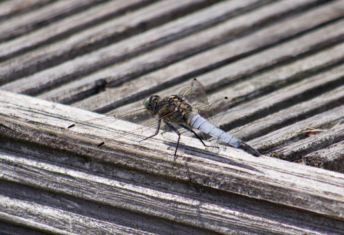 Black-tailed Skimmer