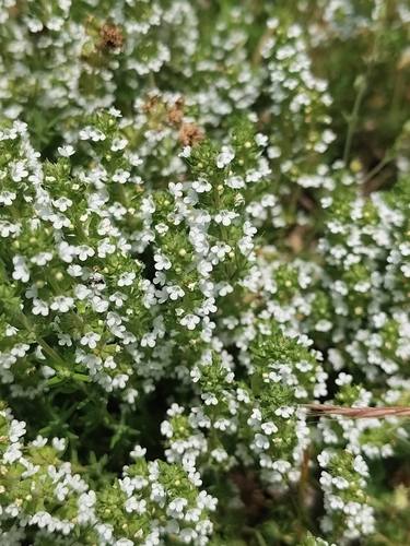 Thymus zygis, photograph 1