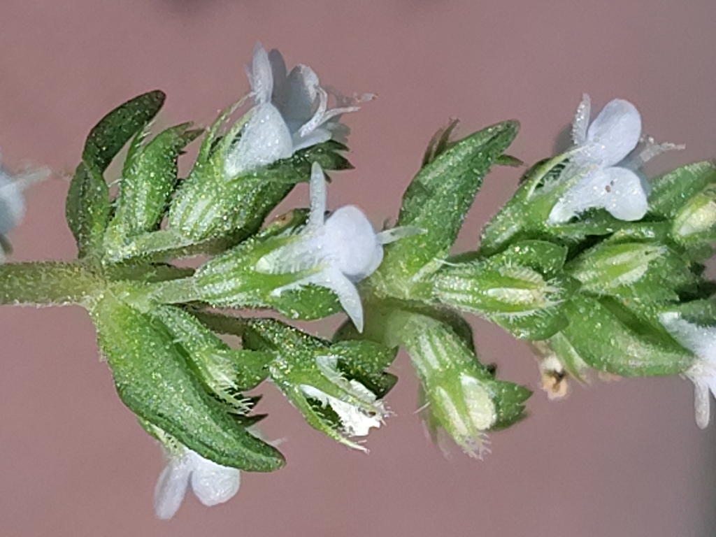 Thymus zygis; photograph (c) Rafael Medina, some rights reserved (CC BY)