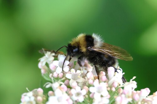 Barbut's Cuckoo Bumble bee
