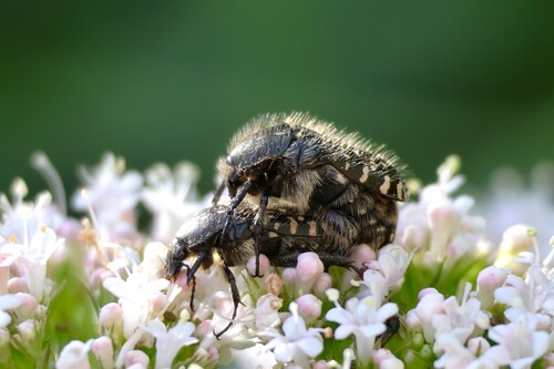 Mediterranean Spotted Chafer