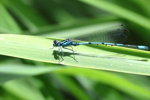 Azure Damselfly