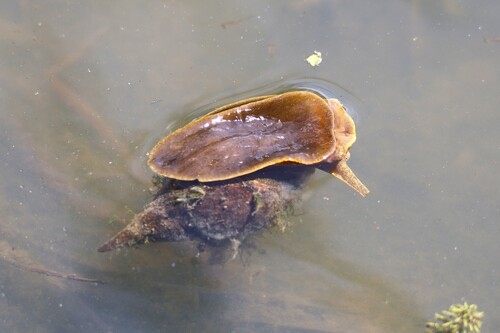 Great Pond Snail