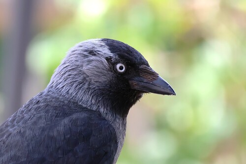 Eurasian Jackdaw