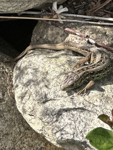 Sand Lizard