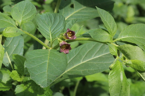 Deadly Nightshade