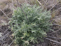 Rhaponticoides taliewii