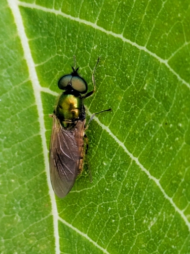 Broad Centurion Fly