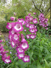 Penstemon hartwegii