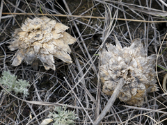 Rhaponticoides taliewii