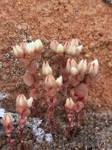 Sedum andegavense, photograph 2