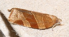 Pandemis cinnamomeana