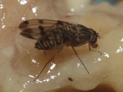 Drosophila reynoldsiae