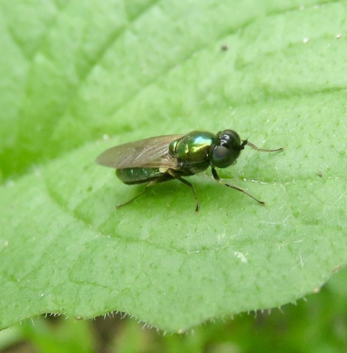 Broad Centurion Fly