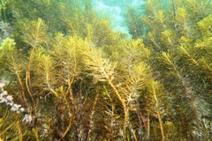 Caulocystis cephalornithos