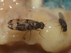 Drosophila reynoldsiae