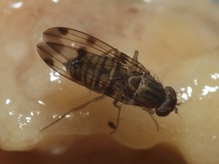 Drosophila reynoldsiae