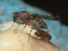 Drosophila reynoldsiae