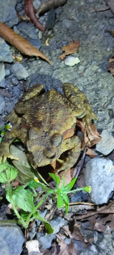 Taiwan Common Toad, 336台灣桃園市復興區, photo 6 of 10