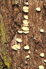 Panellus pusillus