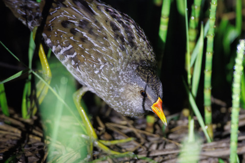 Polluela pintoja (Porzana porzana)