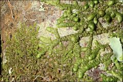 Frullania clavata