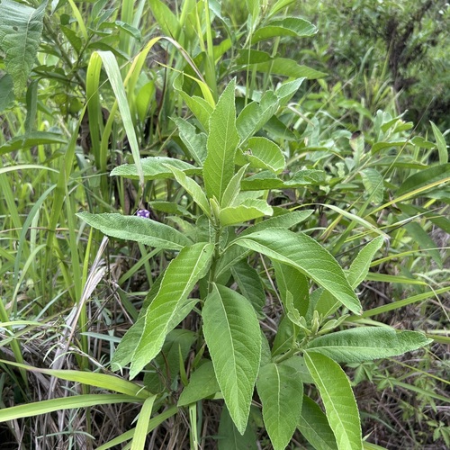 Blumea balsamifera observed 2026-05-31