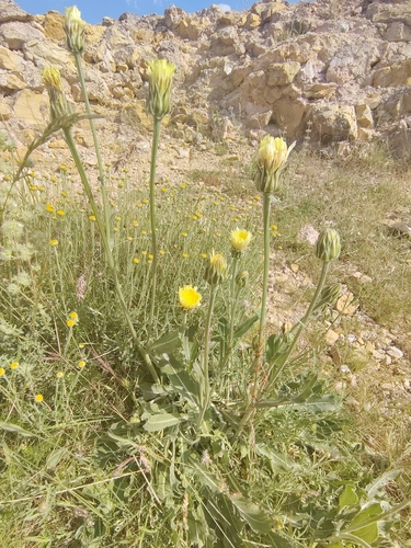 Crepis albida, photograph 1