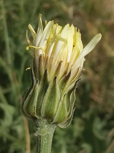 Crepis albida, photograph 2
