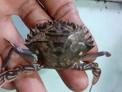 Charybdis hellerii