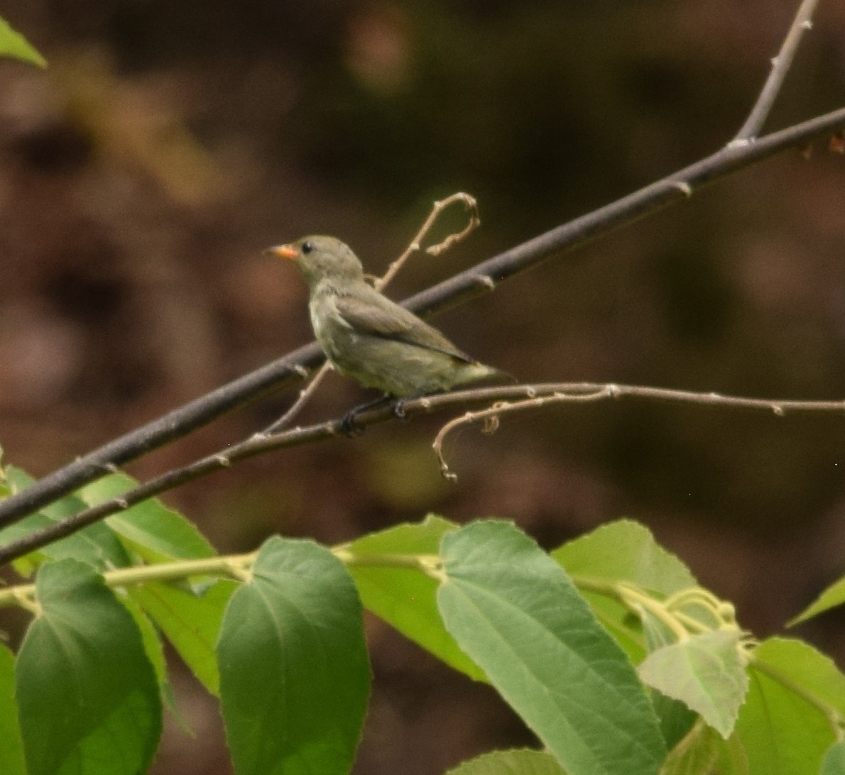 Plain Flowerpecker (Dicaeum minullum), photo 3