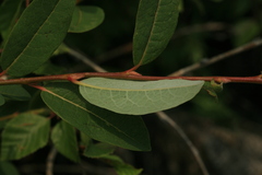 Salix myrtilloides